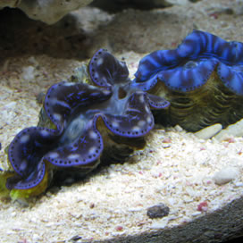 For Better Fish Water Quality Use Nature's Ocean&reg; Live Aquarium Sand